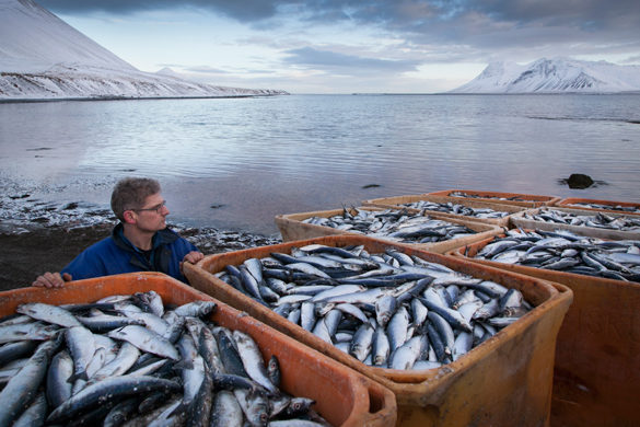Исландия заинтересовалась обновлением российского рыбопромыслового флота